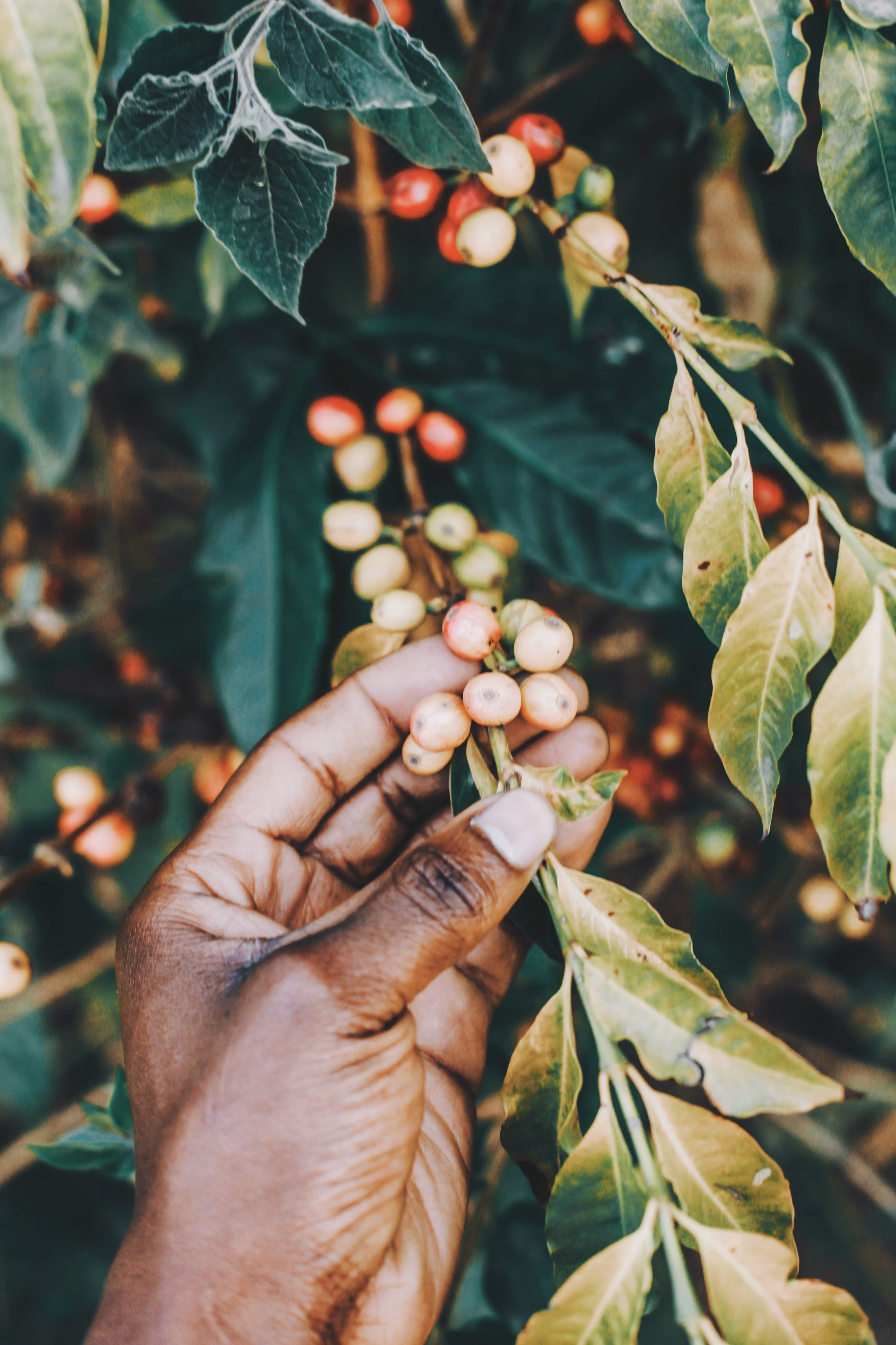 Uganda Robusta Screen 18 Washed green coffee beans high density export