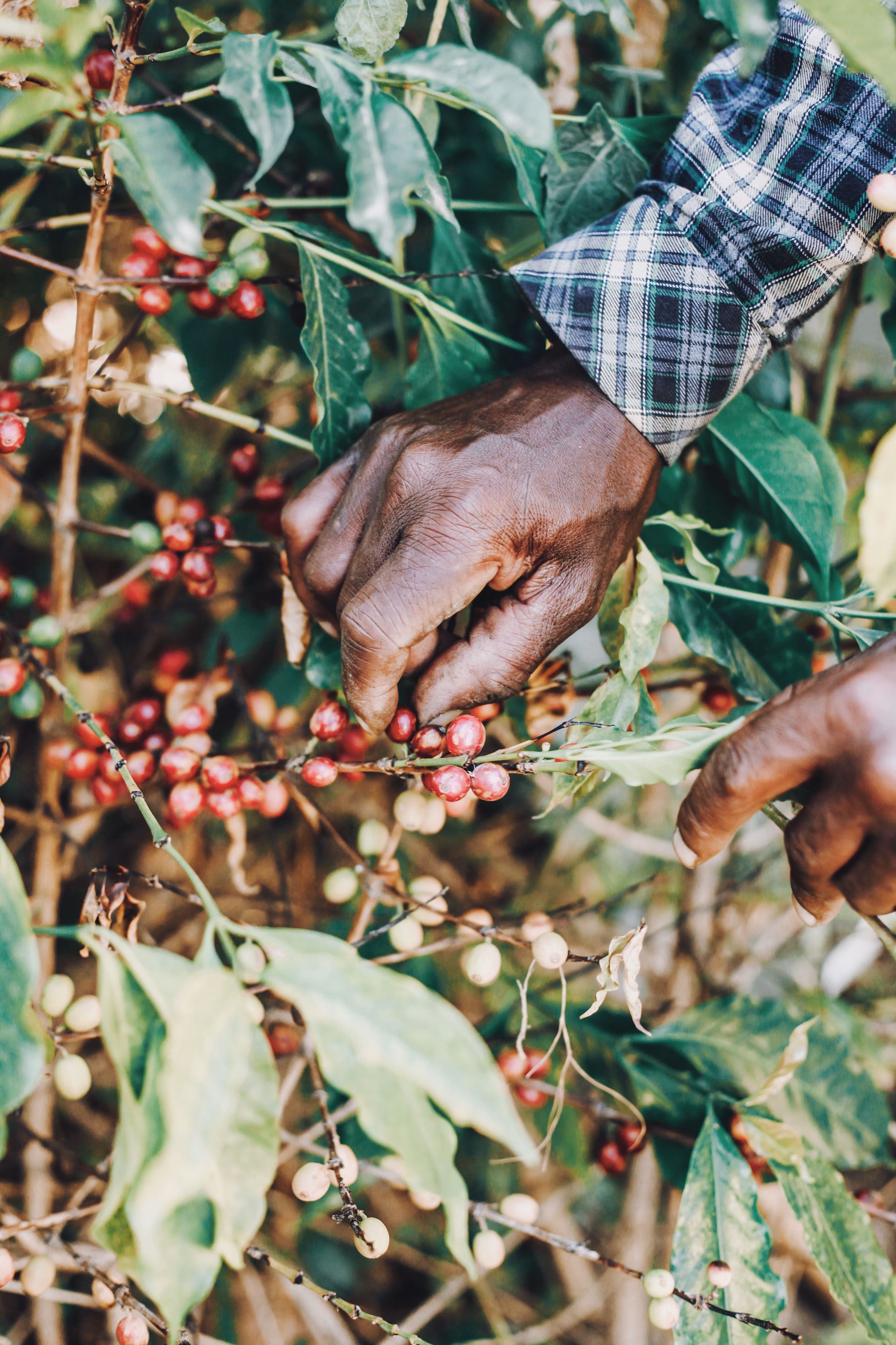 Kenya AA Washed green coffee beans Screen 17/18 Mount Kenya export lot